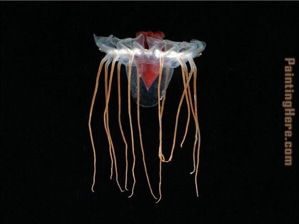 Sea life Jellyfish 1